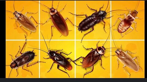 🪳ROACHES 🪳 AND SPY PLANTS 🪴 INSIDE THE MANDELA EFFECT GROUPS