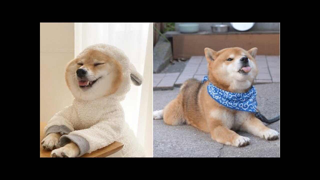 🔴Cute and Funny Shiba Inu Dog Videos🔴5 Minutes of Enjoyment🔴 MUST WATCH