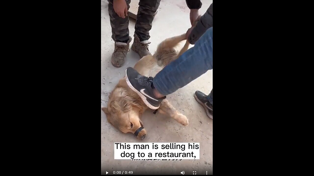 【中国】信じていた飼い主に売られる犬。