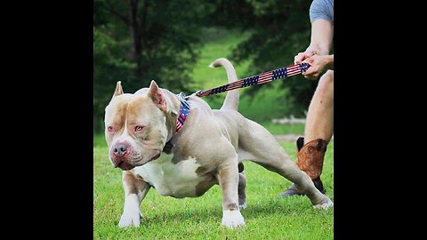 Funny animal videos American Bully