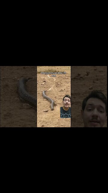 Pythons are eating people???