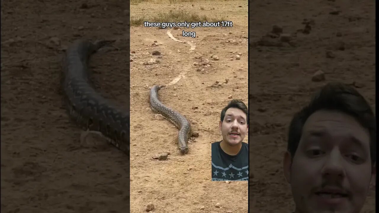 Pythons are eating people???