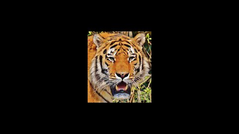 Tiger vs ostrich