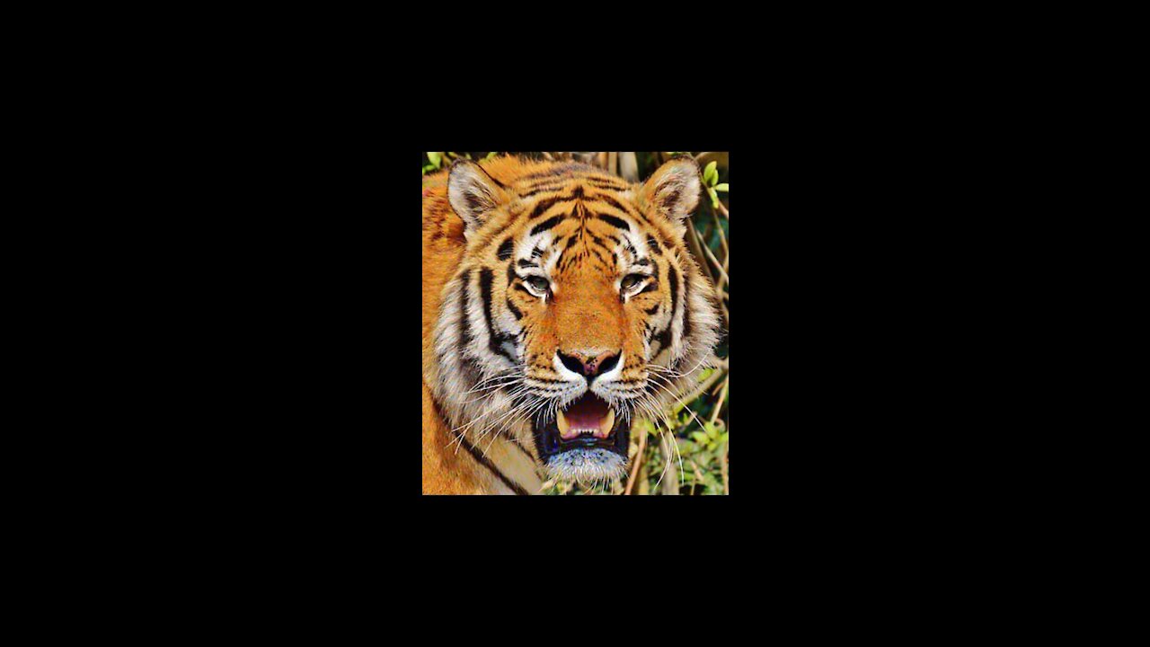 Tiger vs ostrich