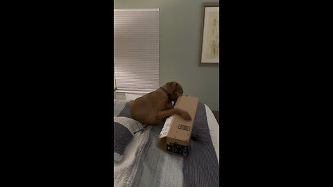No squeaky toys required