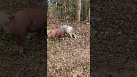 Pigs Take care of Table Scraps @UncleTimsFarm #kärnəvór