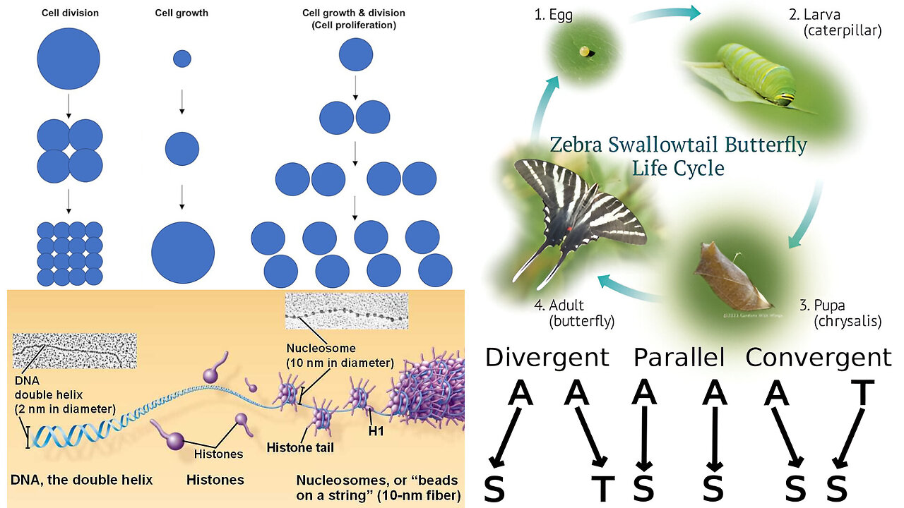 Genetics: Genes, Development, and Evolution