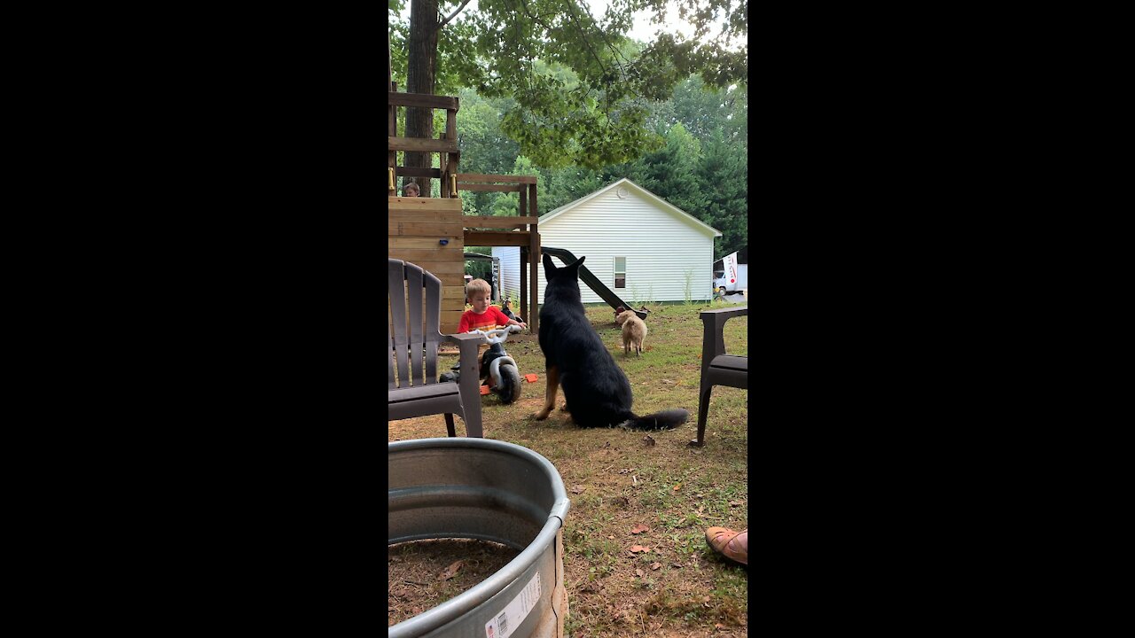 German shepherd won’t move