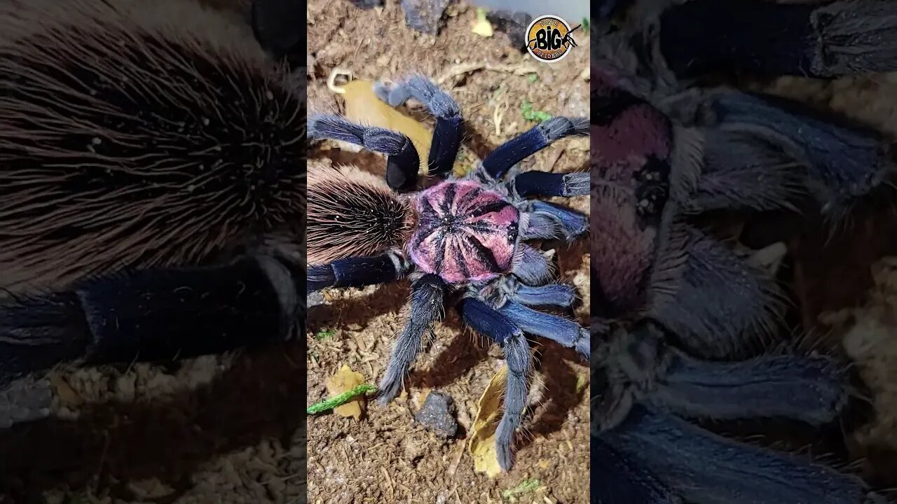 Xensthis sp. blue Tarantula #shortvideo #spider