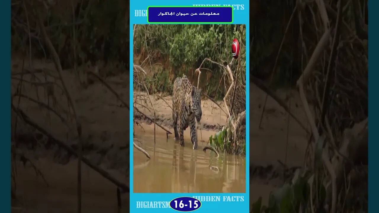 معلومات هن حيوان الجاكور 15 16