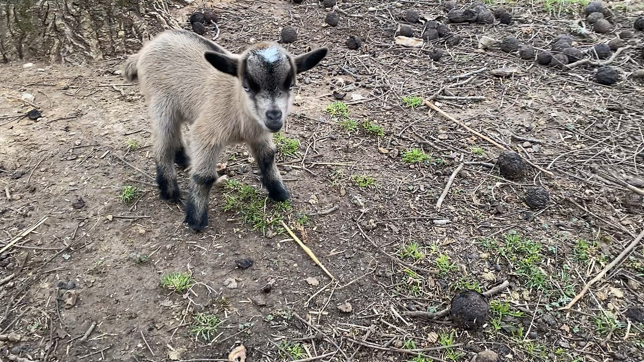 Our 3 day old kids are starting to play.