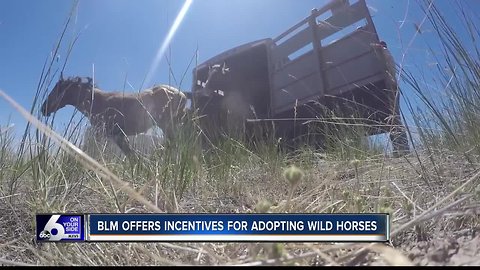 BLM offers incentive to train wild mustangs