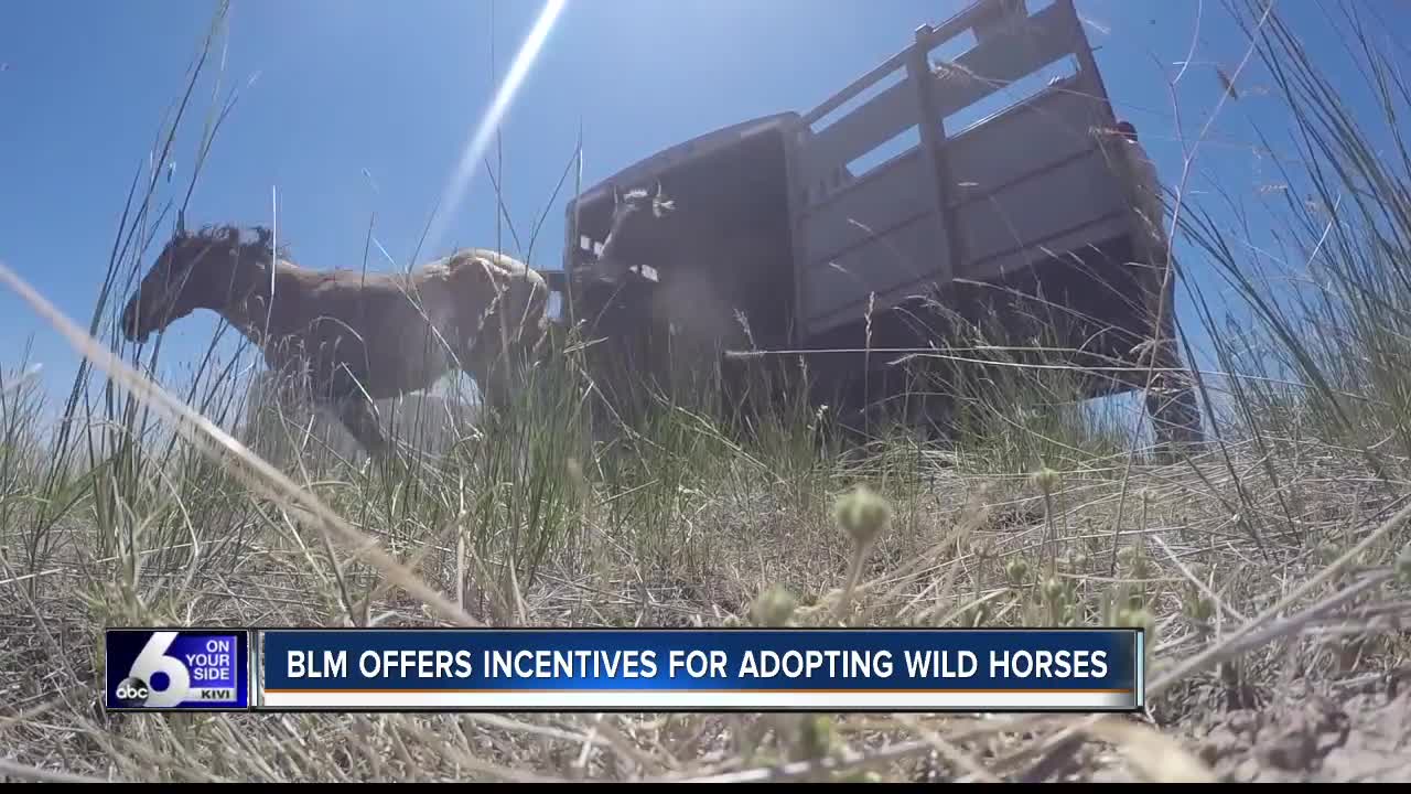 BLM offers incentive to train wild mustangs