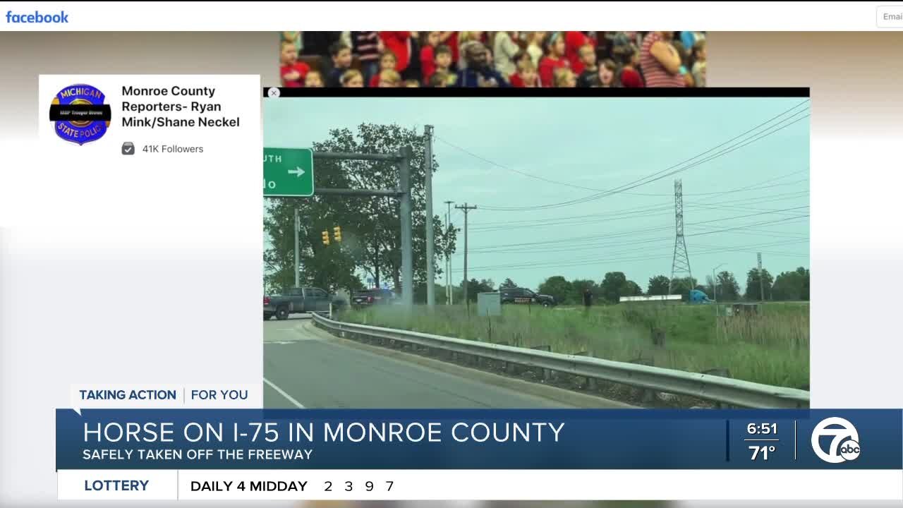 Horse on I-75 in Monroe County