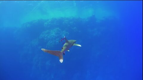 Tourist divers almost get eaten by shark 😱