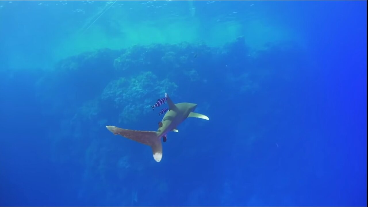 Tourist divers almost get eaten by shark 😱