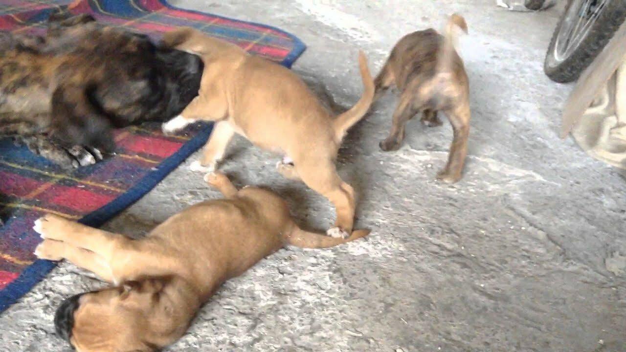 Cute Puppies Playing with Big Dogs Compilation - Funny Dog Videos