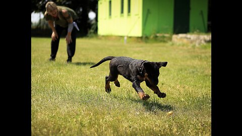 "Mastering the Art of Dog Training: Unleash Your Dog's Potential!"