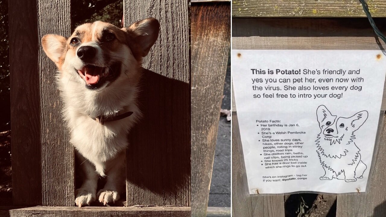 Corgi Gets Own Intro Sign To Brings Happiness To Everyone On Her Block