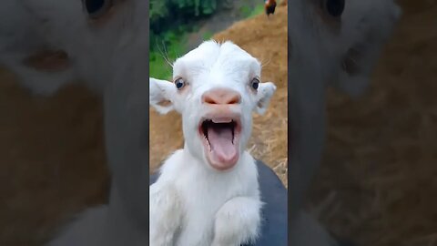 goat to me aaaa I'm a goat in response aaaa