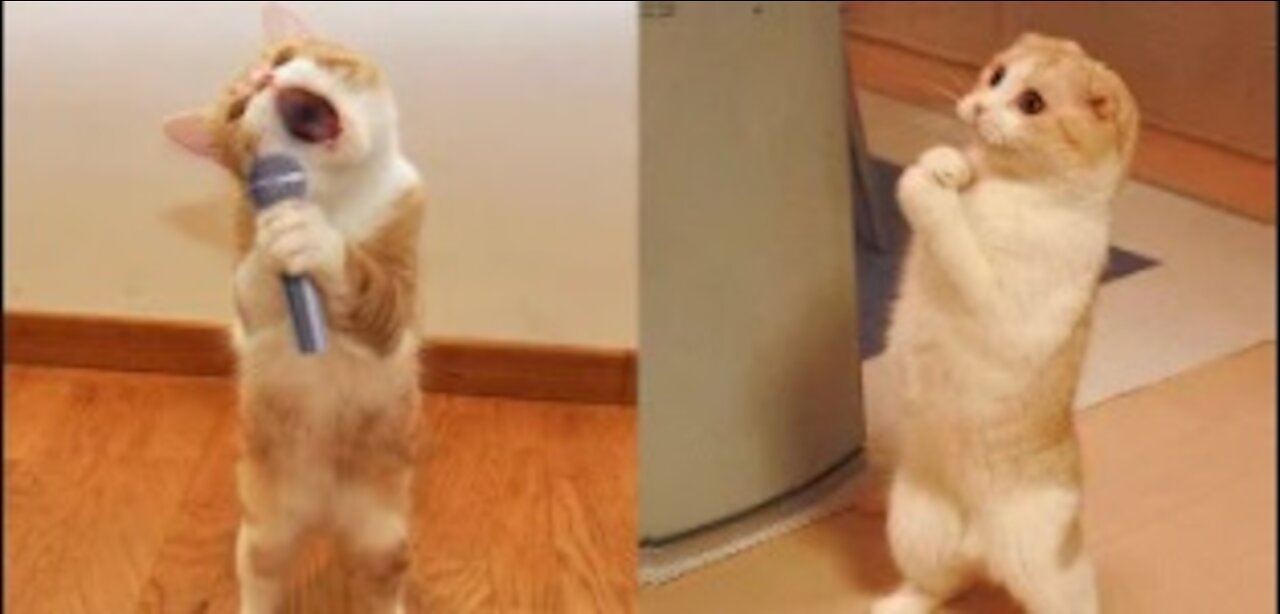 Funniest Animals - Best Of The 2021 Funny Animal Videos