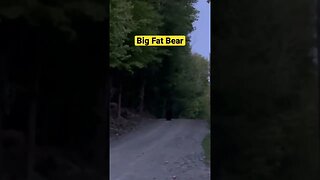 Big Fat Black Bear