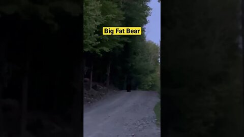 Big Fat Black Bear