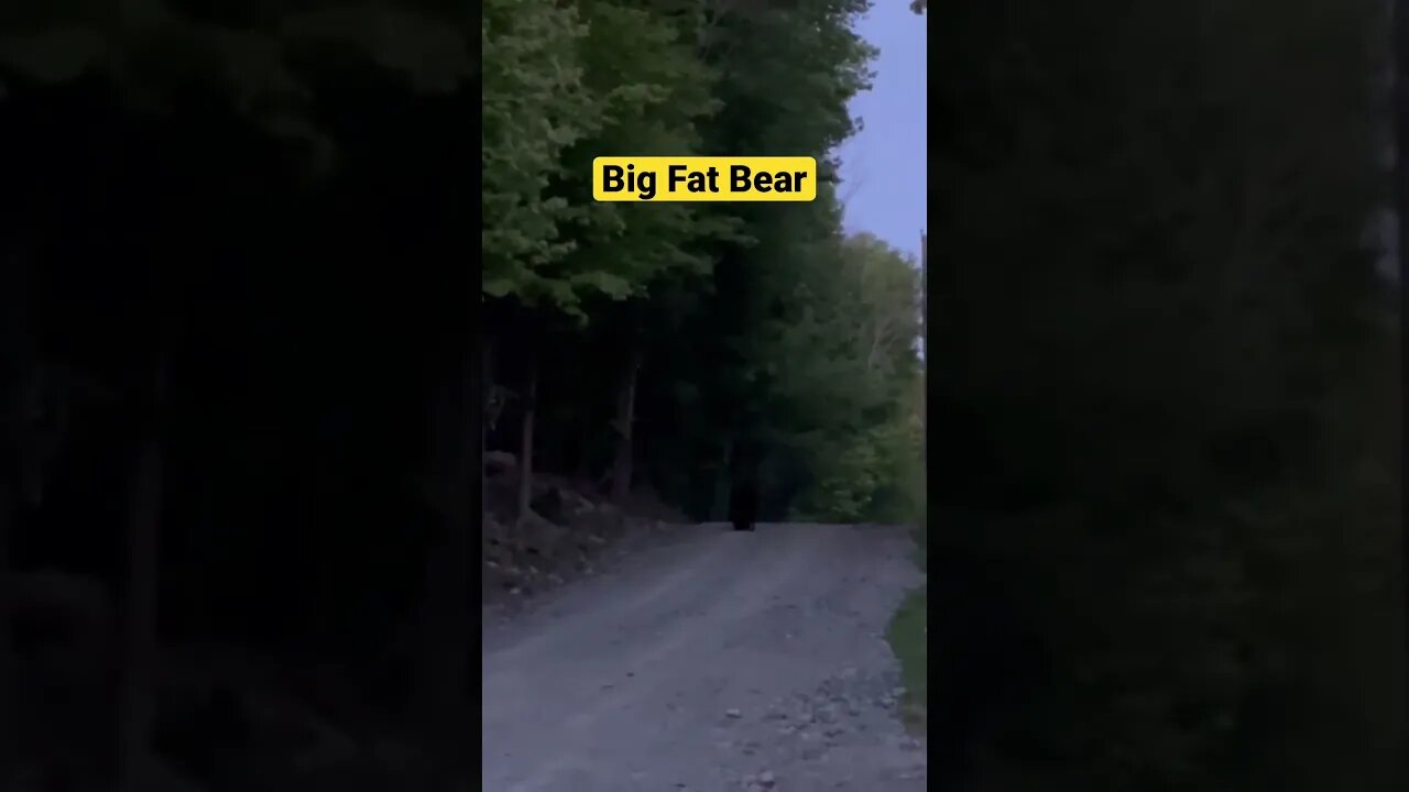 Big Fat Black Bear