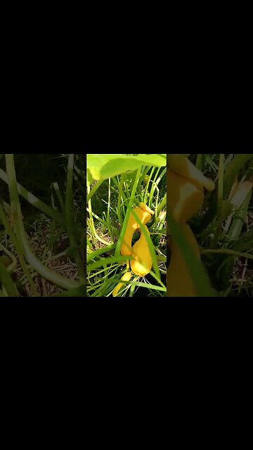 Fresh squash and zucchini coming in! #GrowSomeFood