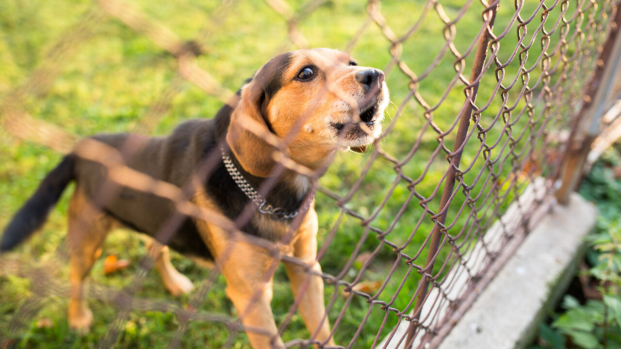 Top 10 dog barking videos compilation