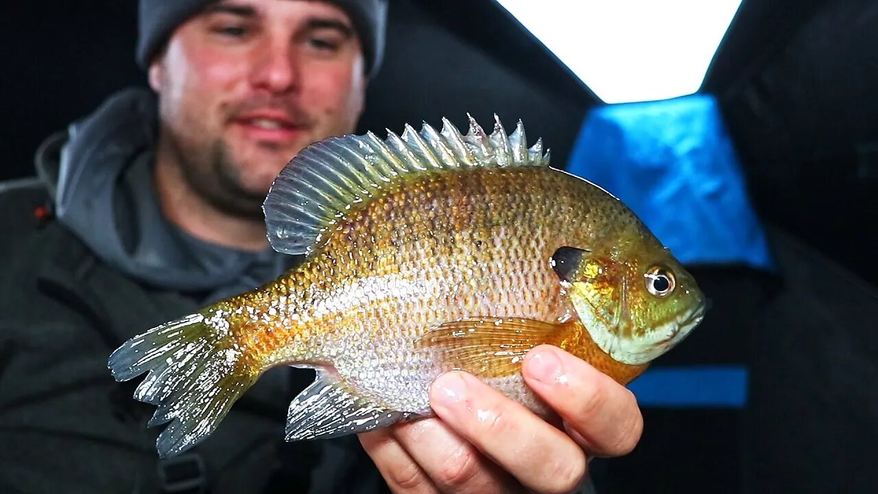 Fishing for BIG Bluegill on Brush Piles (Ice Fishing March)