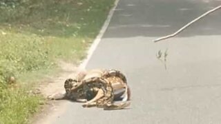 Zoo keeper rescues baby deer from boa constrictor