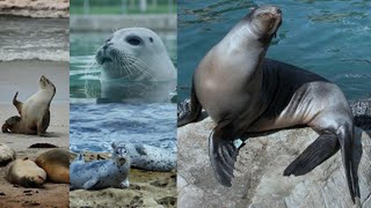 Unforgettable Moments In The Life Of A Cute Seal.