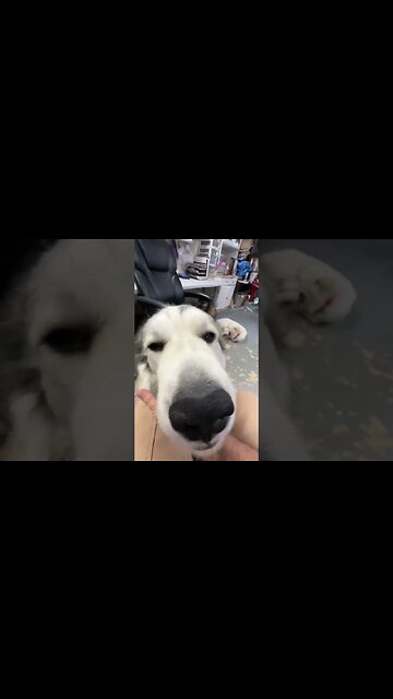 Those Big Brown Eyes 🥰