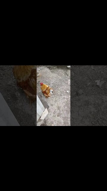 Mr B the Pekin #chickens #roosters #pekinchickens #pekins