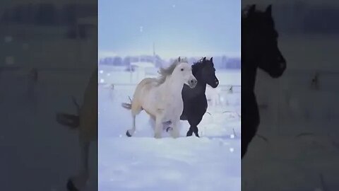 Beautiful wild horses running in the snow
