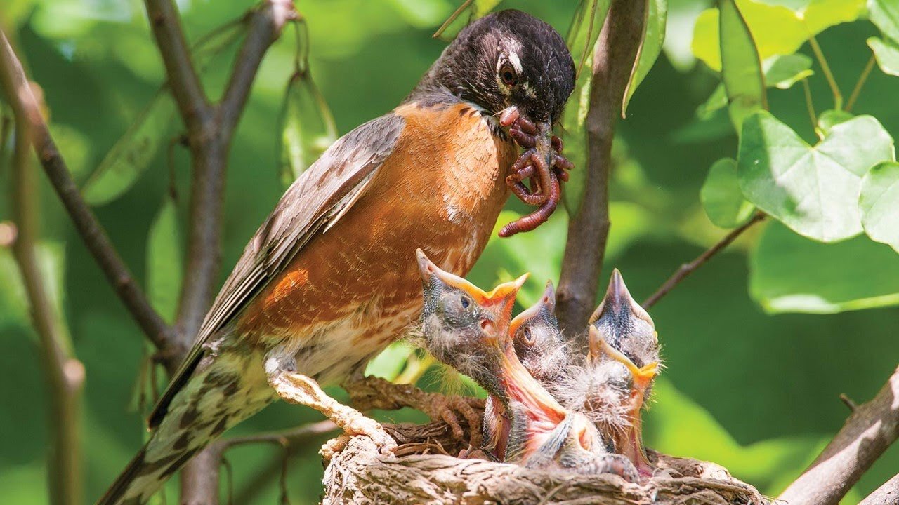 Wild bird feeding baby bird in the forest catch on camera