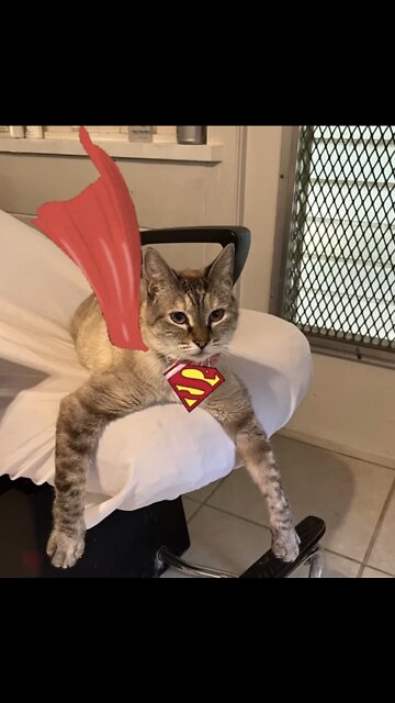 Alice’s Wonderland