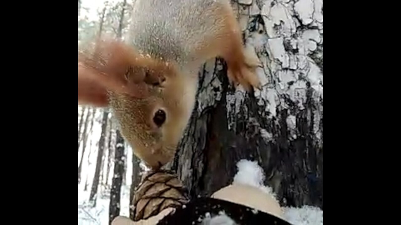 Fluffy squirrel