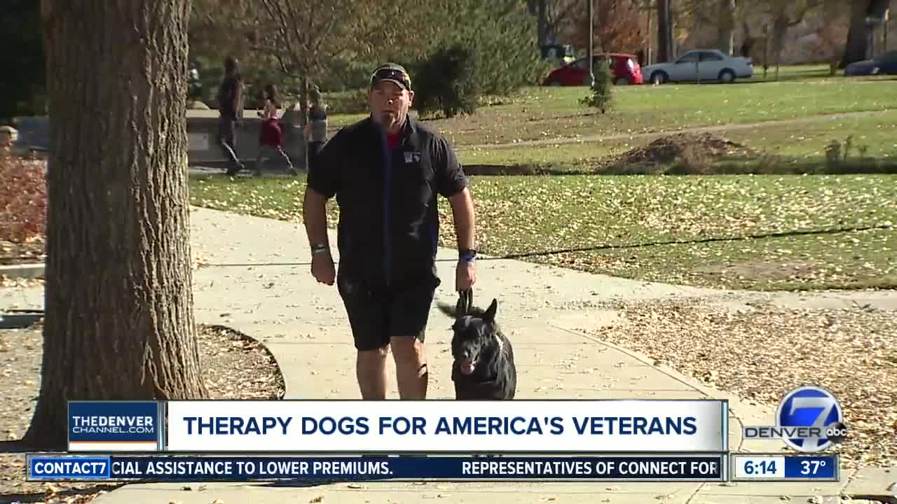 Therapy dogs for America's veterans