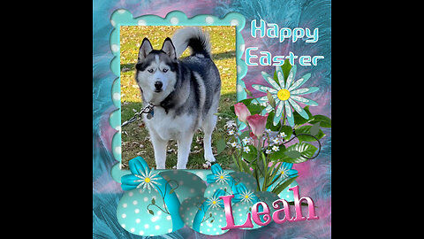 All Huskys, Snowdogs and More - Easter 2024