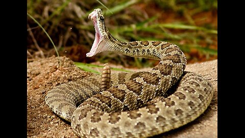 DIY Rattlesnake Gaiters - Hey, Kids! Eat a Good Breakfast & Gain Rattler Shields! (wait... WHAT?)