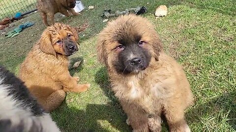 Ancient Guardians Pyrenean Mastiffs and Noble Bears