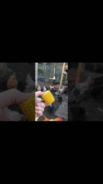 Chicken Snacks #chickenlife #chickens #chickenshorts #backyardchickens