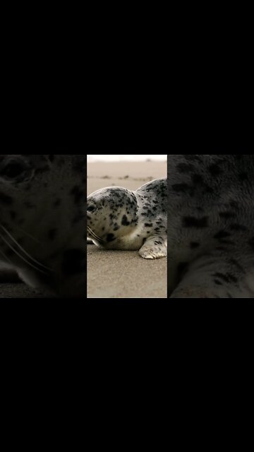 #Shorts #Animal #Magnificent #Sea Lion #Otariidae