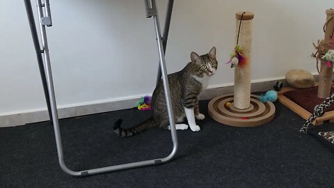 Cute Cat Plays under the Table