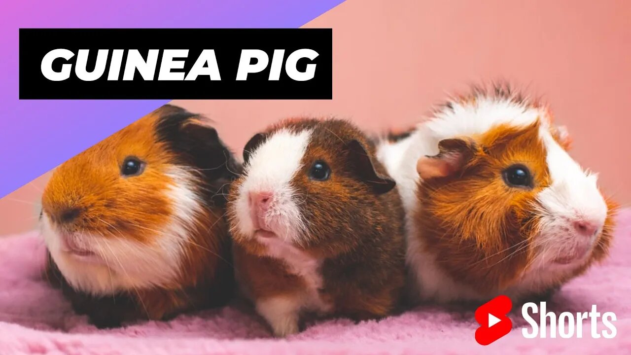 Guinea Pig 🐹 One Of The Best Alternative Pets #shorts