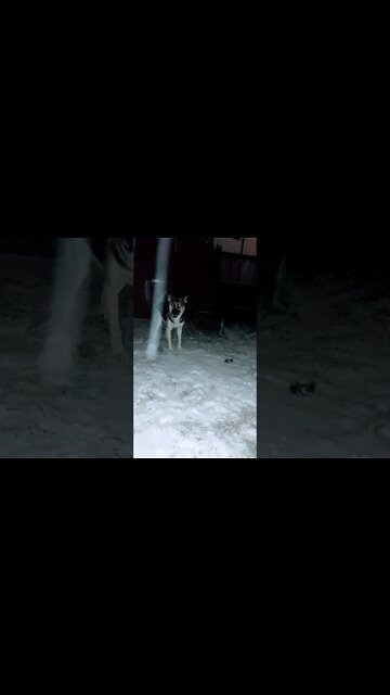 3am Shepsky Zoomies Shenanigans Part 2 #shorts