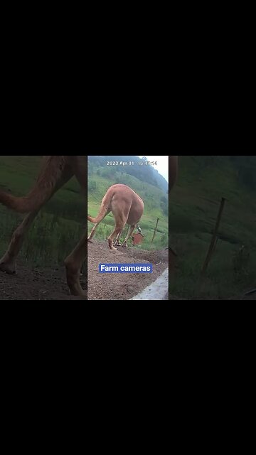 Farm surveillance of farm dogs