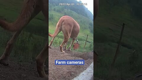 Farm surveillance of farm dogs